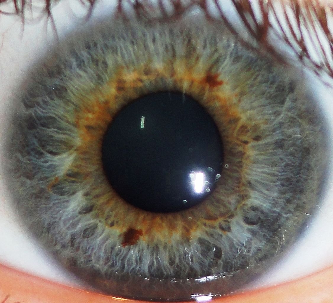 MAIKONG IRIDOLOGY CAMERA 2570