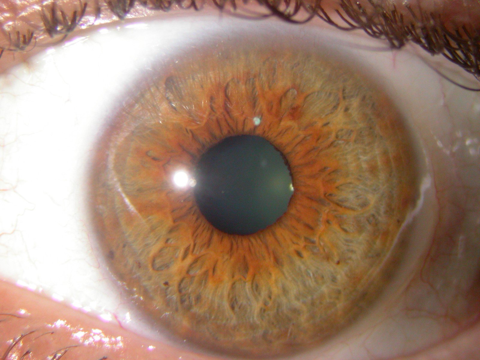 MAIKONG IRIDOLOGY CAMERA 686