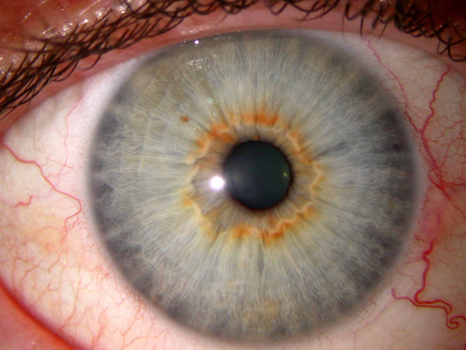 MAIKONG IRIDOLOGY CAMERA 687