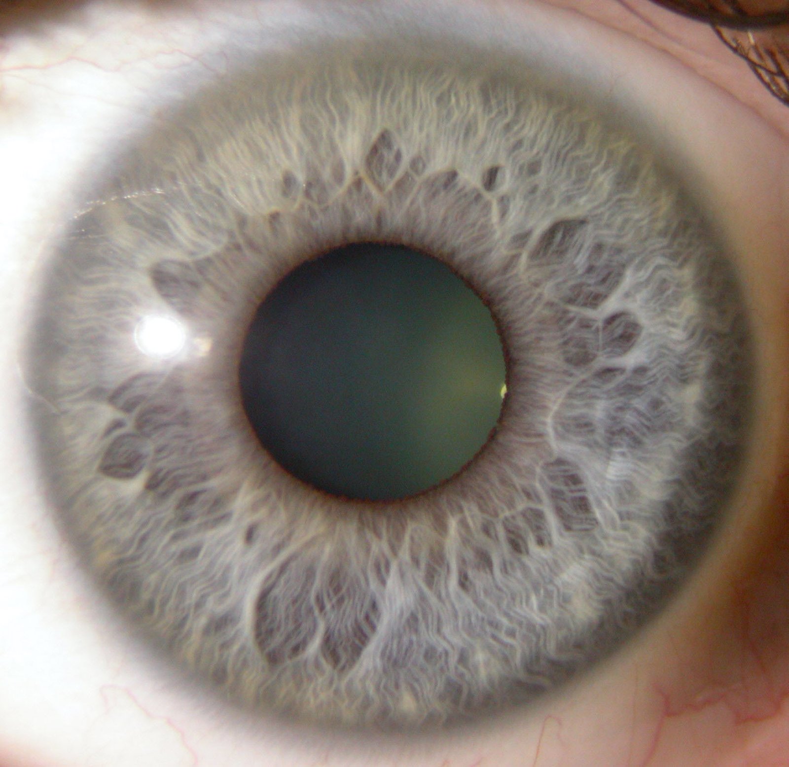 MAIKONG IRIDOLOGY CAMERA 688