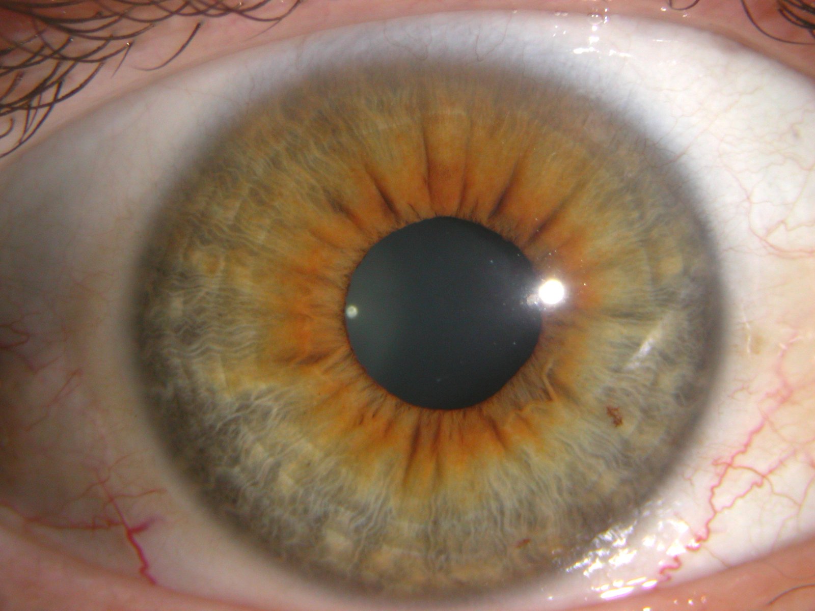 MAIKONG IRIDOLOGY CAMERA 690