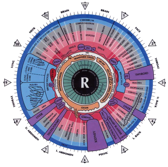 Mapa Iridologia Olho Direito Right IRIDOLOGY CHART