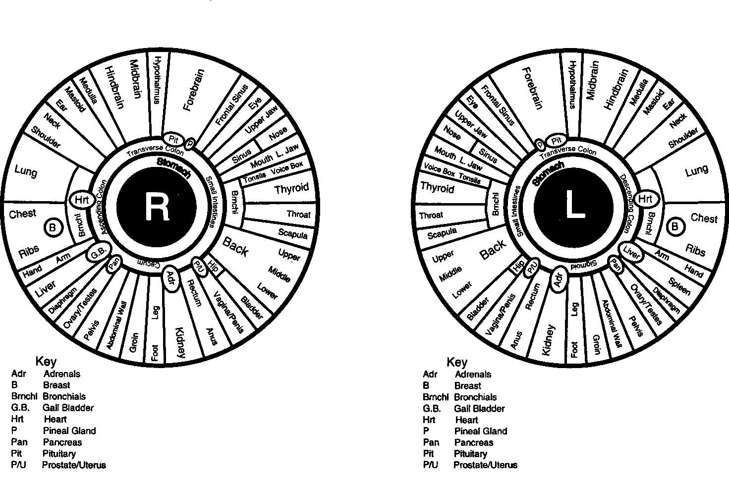Iridologia Mapa