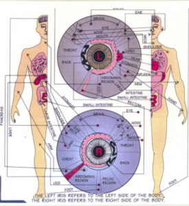dr jensen iridology 2