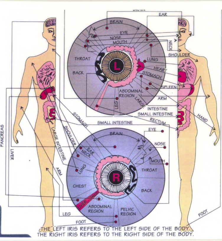 dr jensen iridology 2