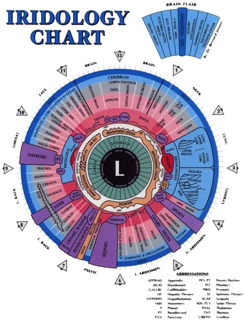 Mapa Iridologia: Olho Esquerdo