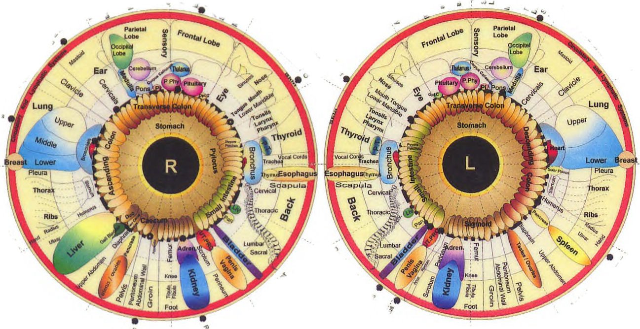 Mapa de Iridologia: Um Guia Completo para Entender a Análise da Íris