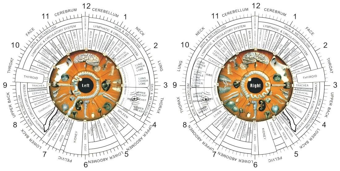 4.1 Mapas de Iridologia do Olho Esquerdo e Direito4.1 Mapas de Iridologia do Olho Esquerdo e Direito