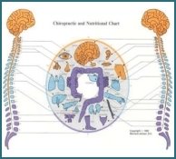 Chapter 3.3 The Autonomic Nerve Wreath ANW002