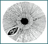 Chapter 6 The major iris signs and marking 002