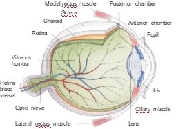 Ilustração da Iridologia – Capítulo 2 Estrutura do olho e funções da íris