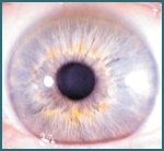 Eye structure and Iris functions 005