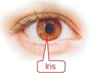 Eye structure and Iris functions002