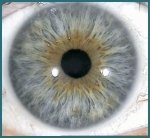 Eye structure and Iris functions006