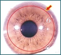 Ilustração de Iridologia – 3.5 O Sistema Linfático