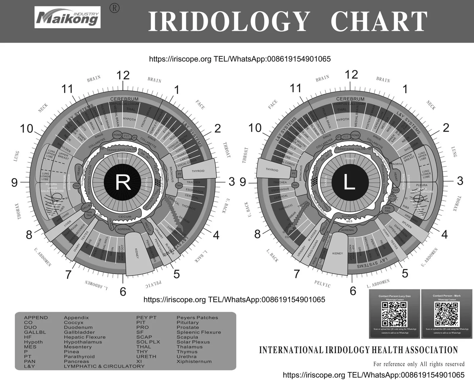 O que comparar antes de comprar iridologista? 1 O que comparar antes de comprar iridologista? — MAIKONG iridologia mapa (13).jpg