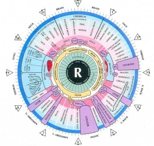 O que os vendedores profissionais devem saber ao pesquisar mapas da íris e câmaras de iridologia 2 Mapa de Iridologia do Olho Direito