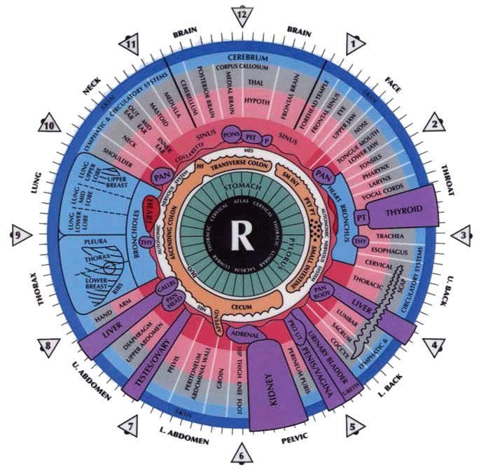 O que compradores e profissionais devem saber ao pesquisar o mapa de iridologia do olho esquerdo 6 Exemplo de mapa de iridologia (olho direito) do nosso catálogo