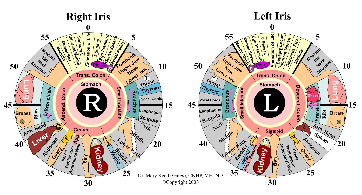 O que compradores e profissionais devem saber ao pesquisar o mapa de iridologia do olho esquerdo 2 O que compradores e profissionais devem saber ao pesquisar o mapa de iridologia do olho esquerdo — MAIKONG Iridology CHART (7).jpg