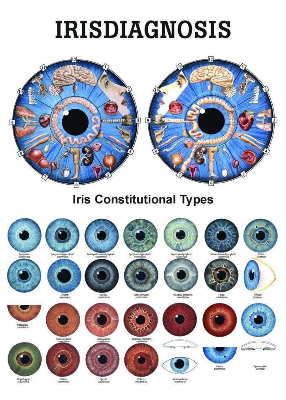 O que compradores e profissionais devem saber ao pesquisar o mapa de iridologia do olho esquerdo 5 O que compradores e profissionais devem saber ao pesquisar o mapa de iridologia do olho esquerdo — Iridology chart.jpg