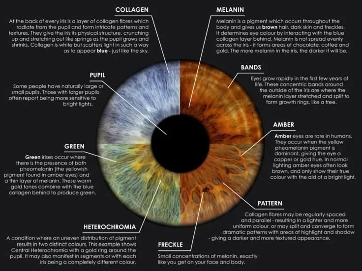 O que compradores e profissionais devem saber ao pesquisar o mapa de iridologia do olho esquerdo 3 O que compradores e profissionais devem saber ao pesquisar o mapa de iridologia do olho esquerdo — Observación de Cambios de Color y Etapas de Salud en Iridología.jpg