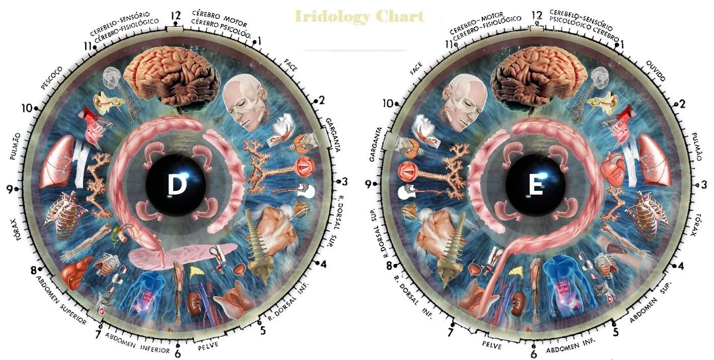 O que compradores e profissionais devem saber ao pesquisar o mapa de iridologia do olho esquerdo 1 O que compradores e profissionais devem saber ao pesquisar o mapa de iridologia do olho esquerdo — MAIKONG Iridology CHART (5).jpg