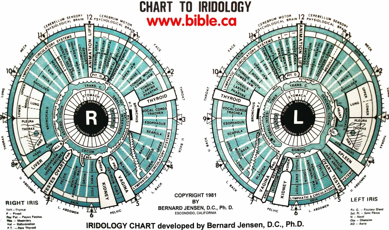Pesquisar um mapa iridológico: o que os naturopatas em Portugal devem saber 1 Pesquisar um mapa iridológico: o que os naturopatas em Portugal devem saber — MAIKONG Iridology CHART (8).jpg