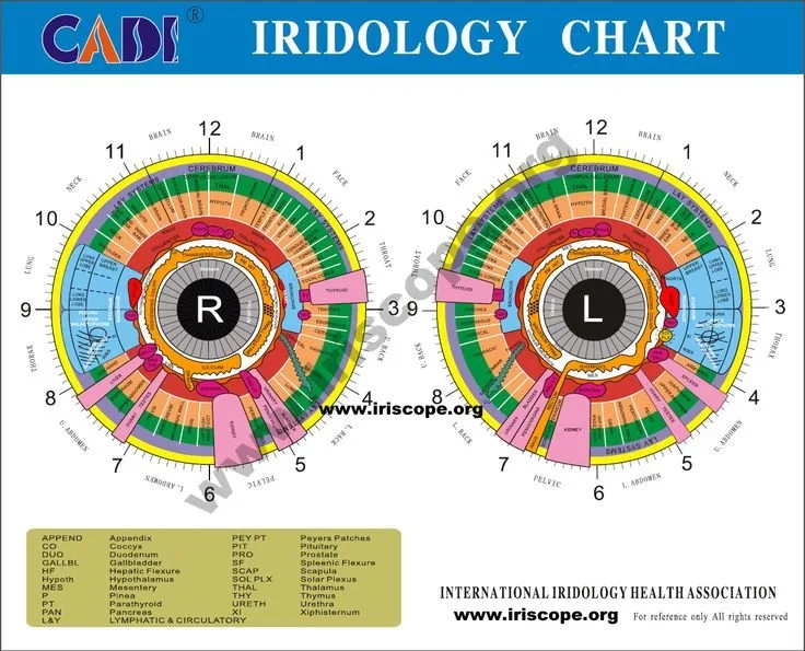 iriscopio — MAIKONG Iridology CHART (1).jpg